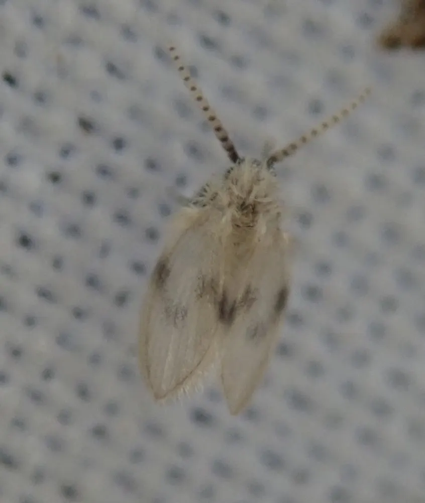 Drain fly, photo 1