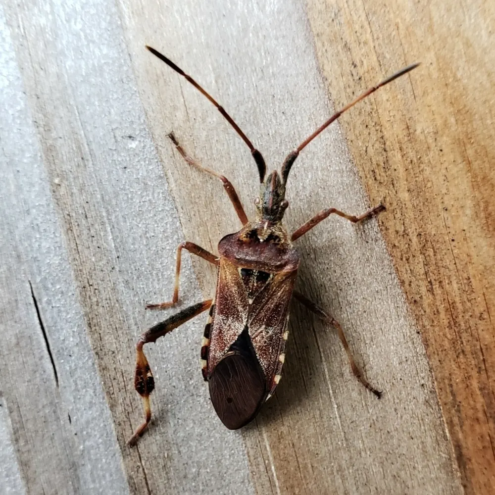 Western conifer seed bug, photo 1
