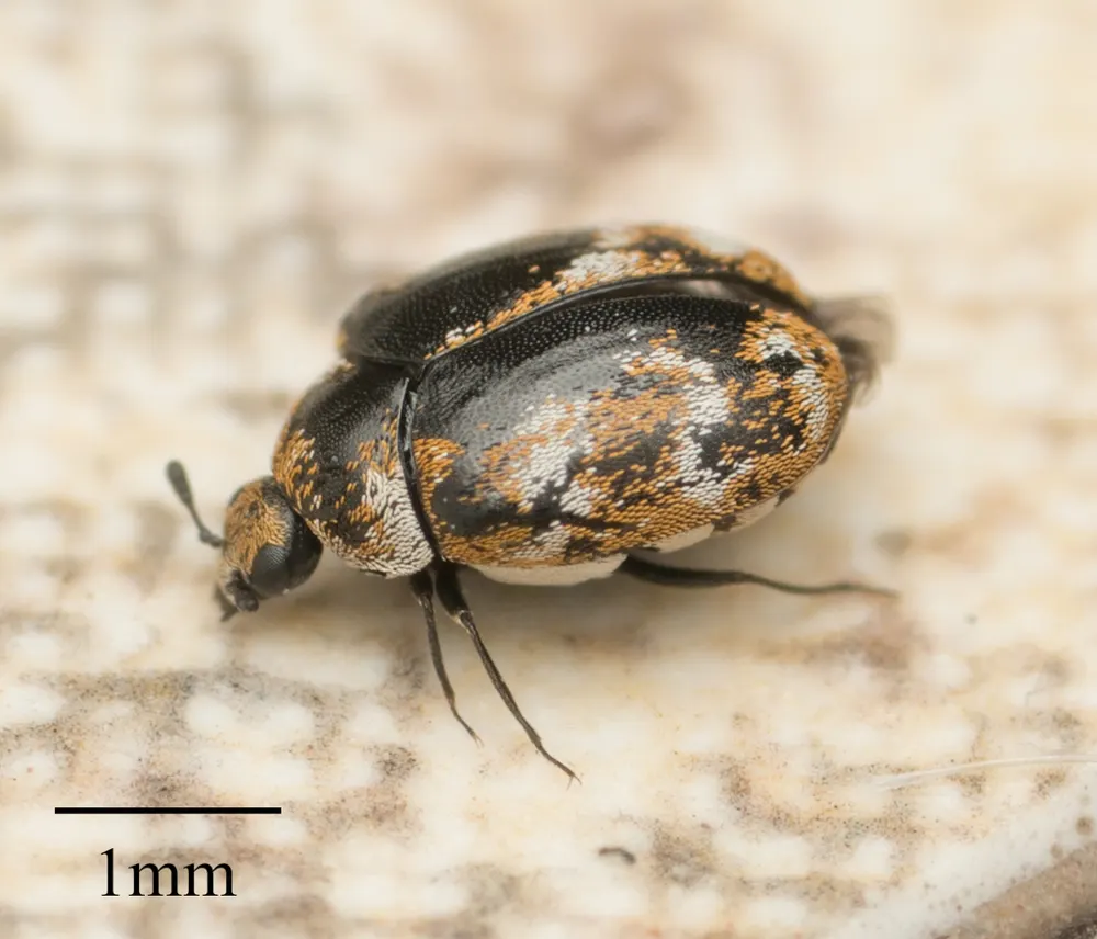 Varied carpet beetle, photo 1