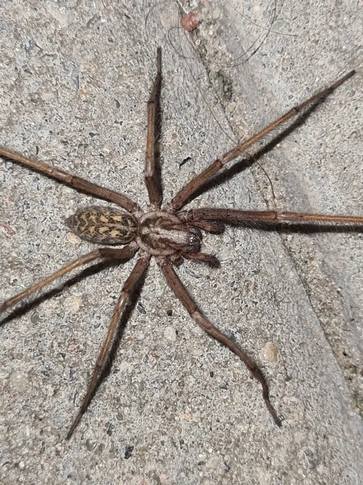 Giant house spider, photo 1