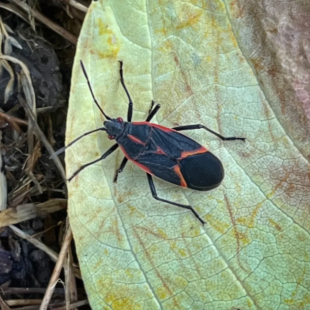 Boxelder bug, photo 1