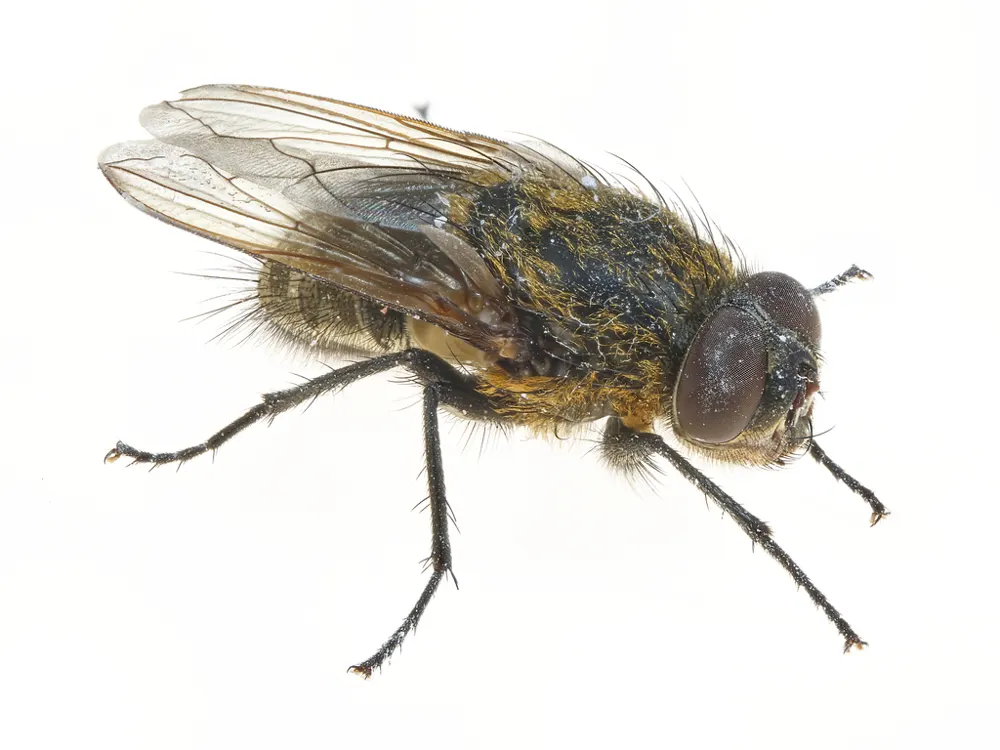 Cluster fly, photo 1