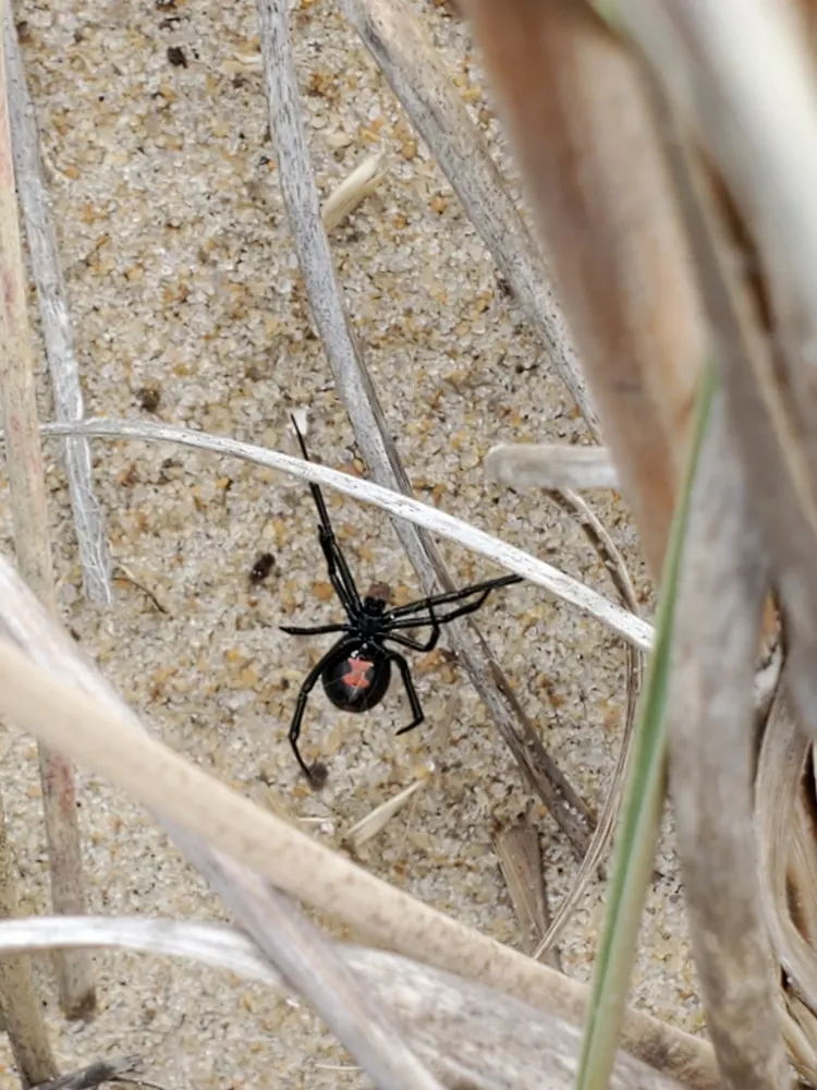 Southern black widow, photo 1