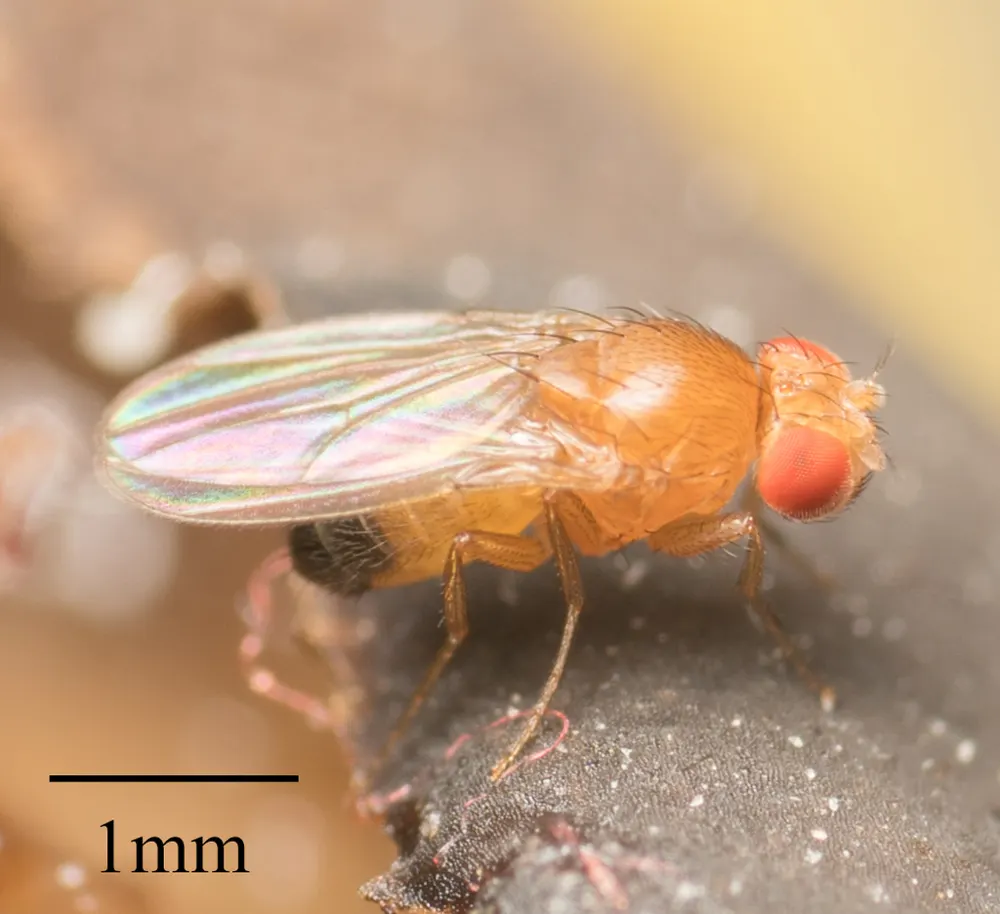 Fruit fly, photo 1