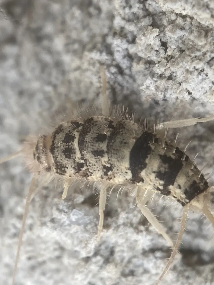 Firebrat, photo 1