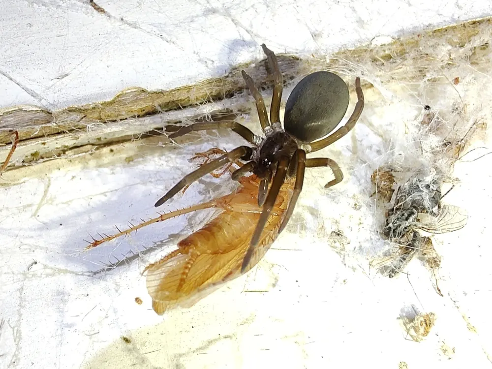 Southern house spider, photo 1