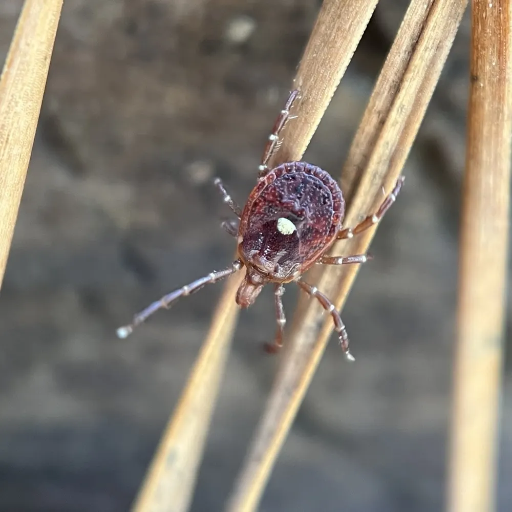 Lone star tick, photo 1