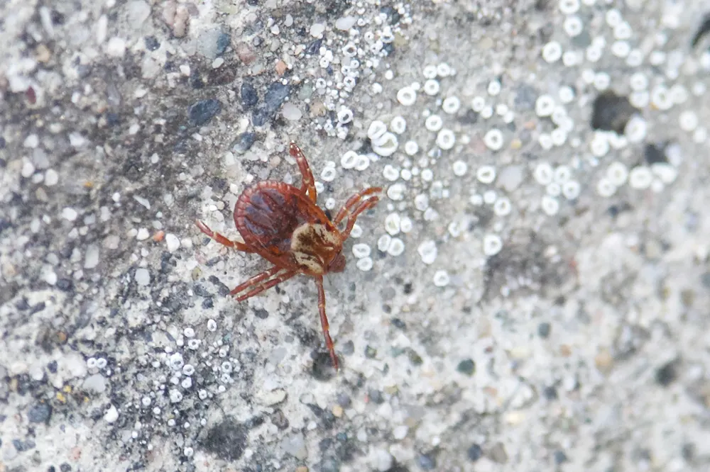 American dog tick, photo 1