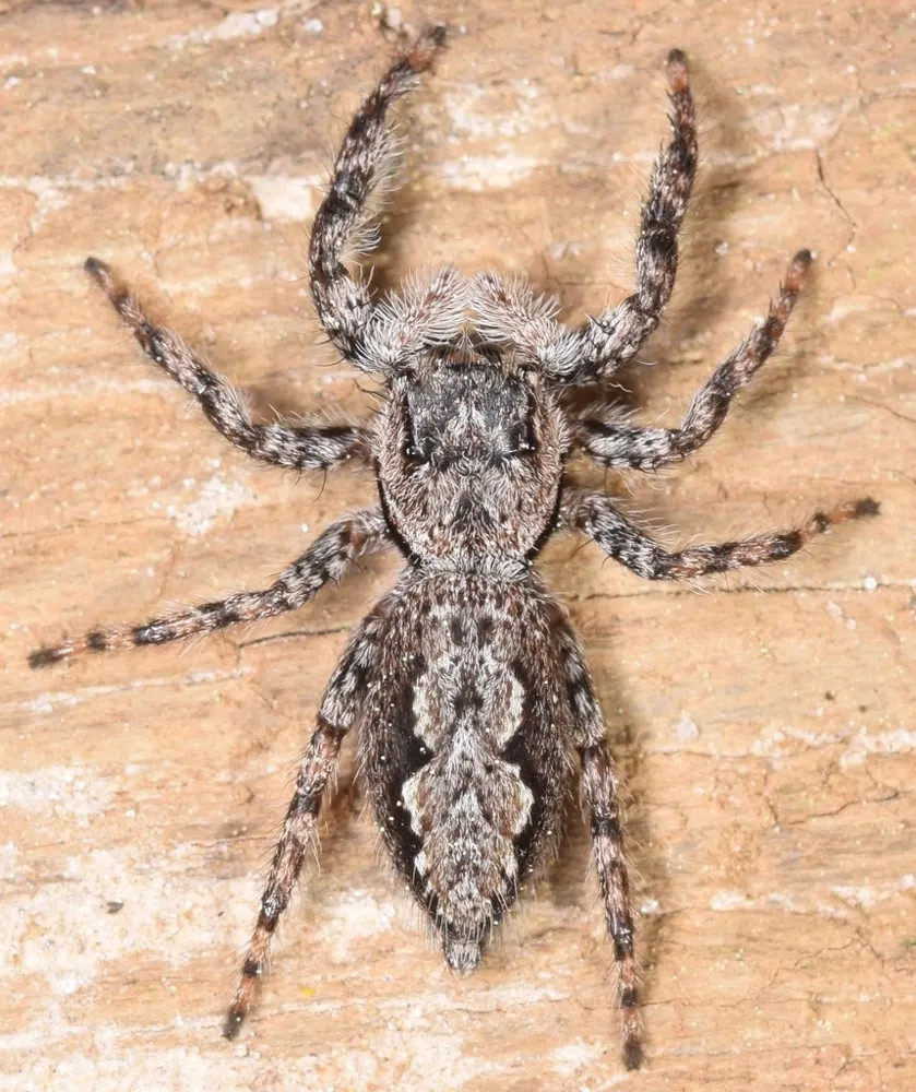 Tan jumping spider, photo 1
