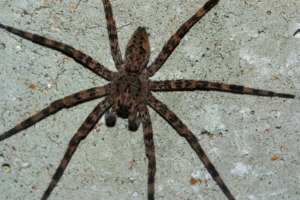 Dark fishing spider, photo 1