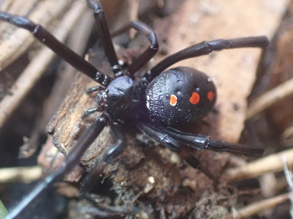 Northern black widow, photo 1