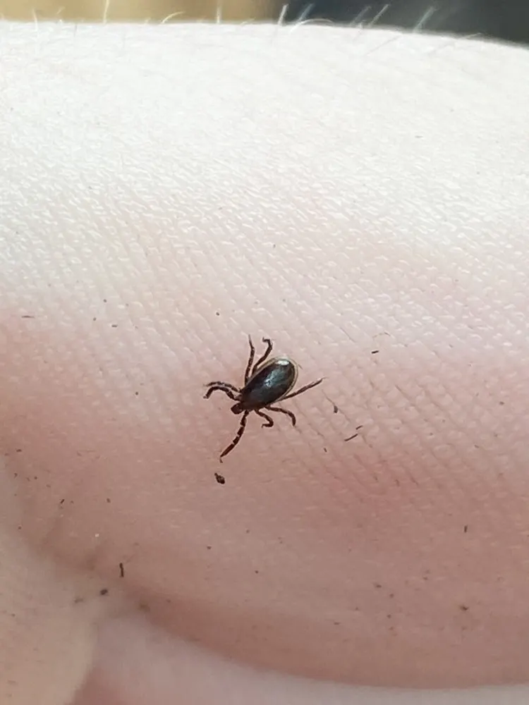 Blacklegged tick, photo 1