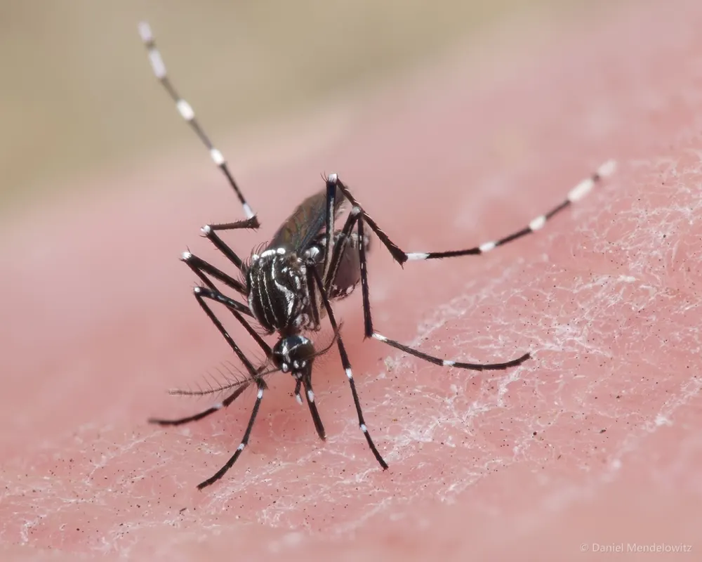 Yellow fever mosquito, photo 1