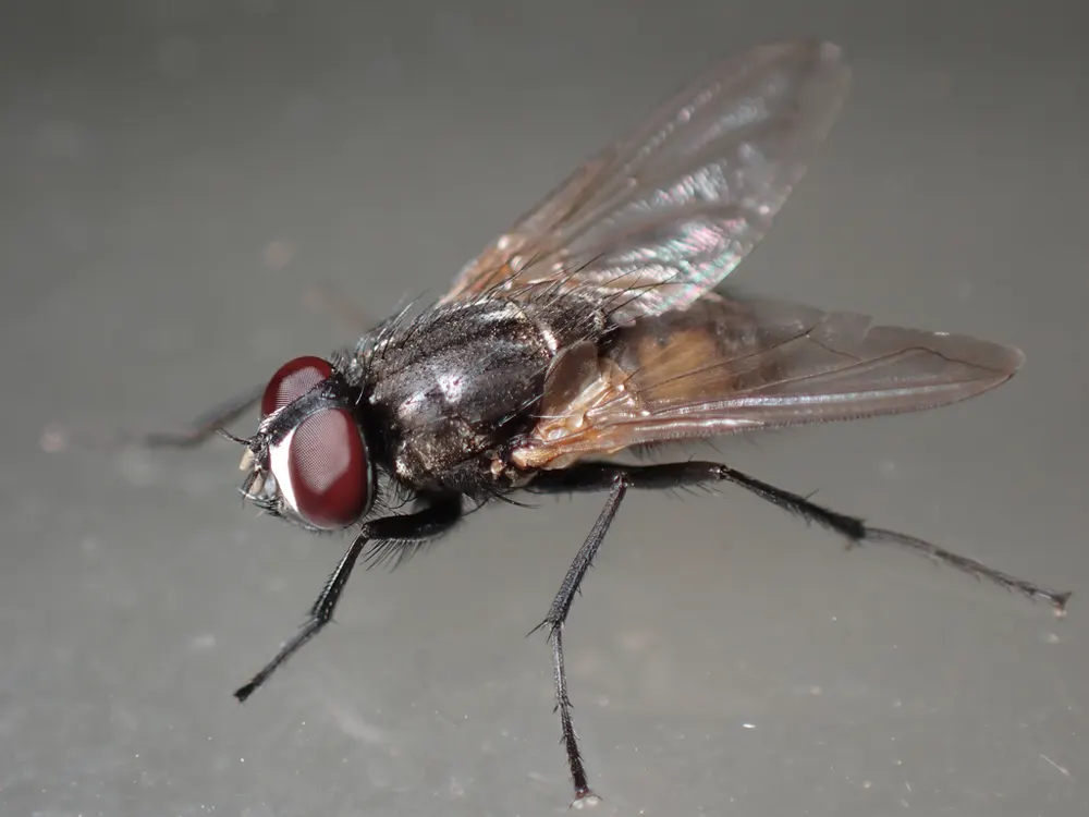 House fly, photo 1