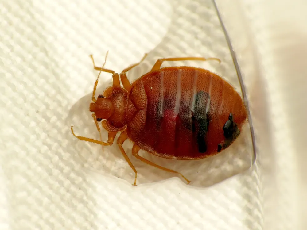 Bed bug, photo 1