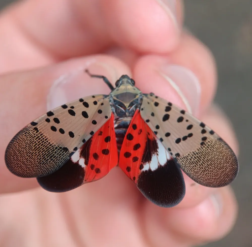 Spotted lanternfly, photo 1