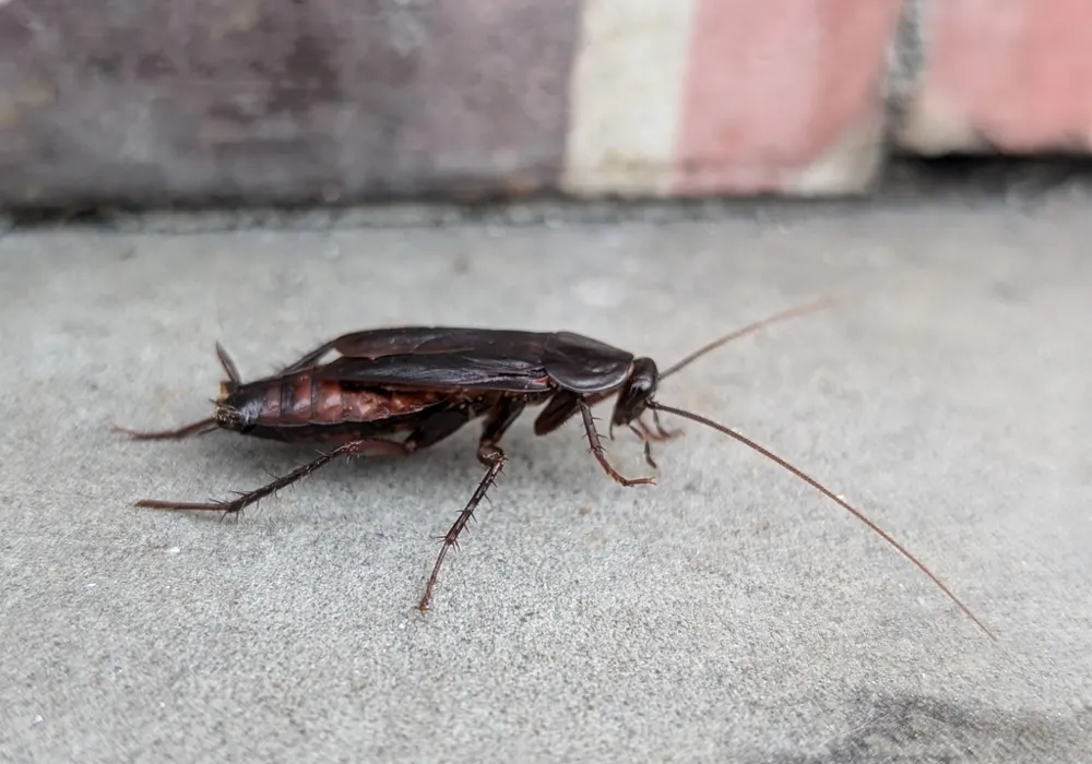 Oriental cockroach, photo 1
