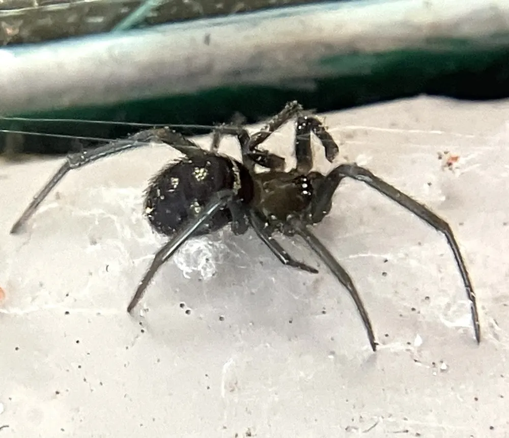 False black widow, photo 1