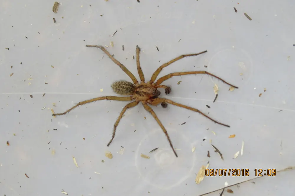 Hobo spider, photo 1