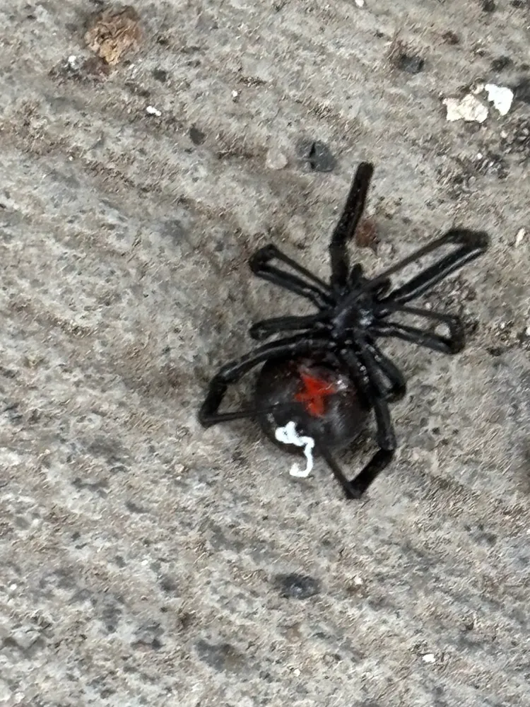 Western black widow, photo 1