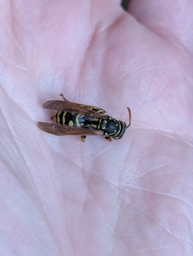 European paper wasp, photo 1