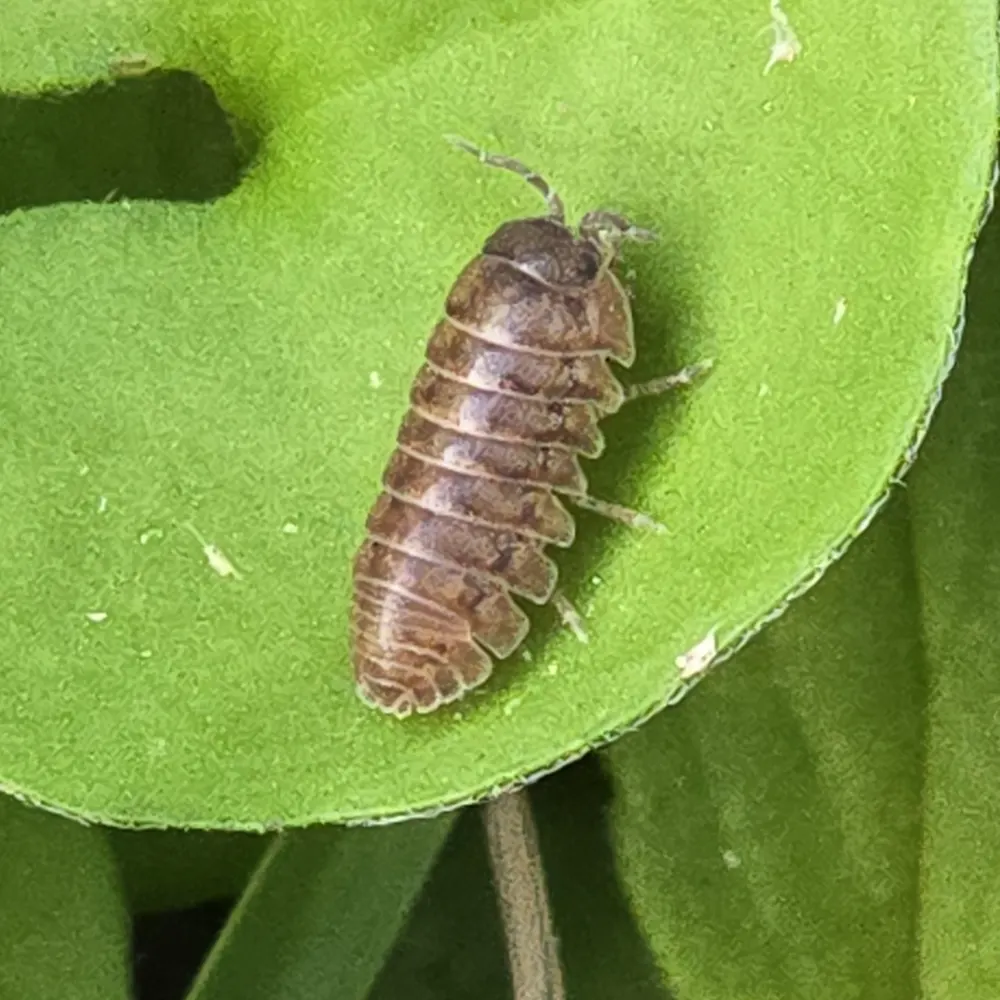 Pill bug, photo 1