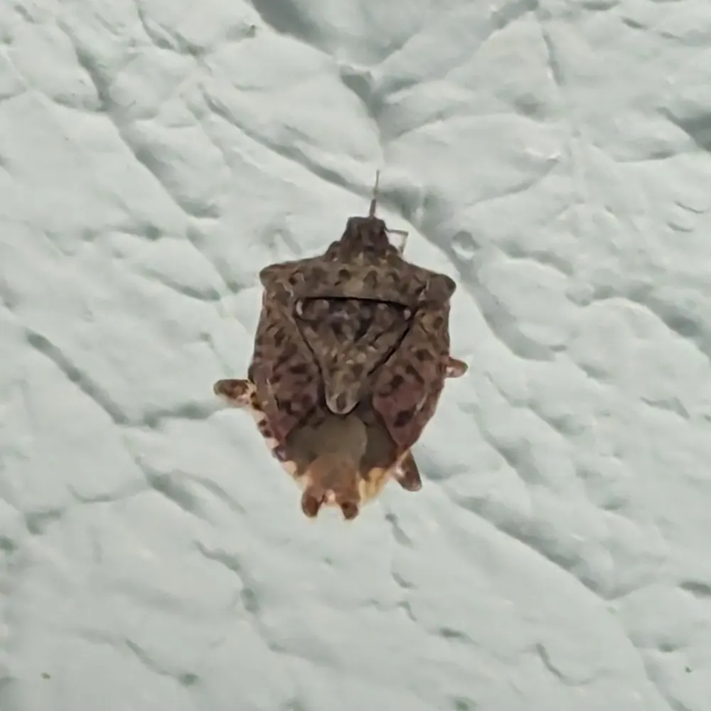 Brown marmorated stink bug, photo 1