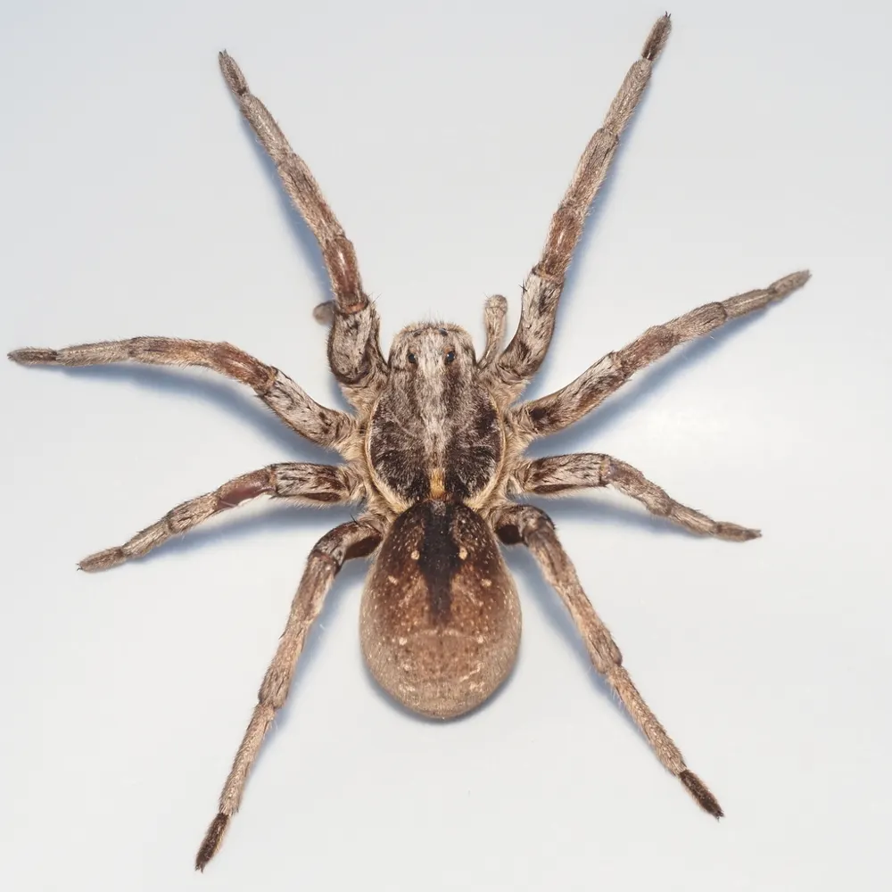Carolina wolf spider, photo 1