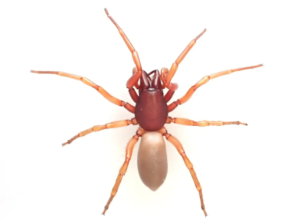 Woodlouse spider, photo 1