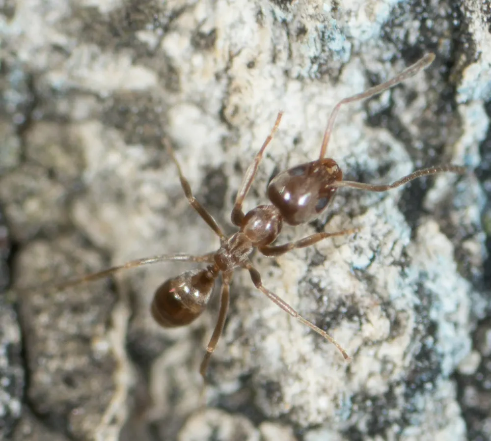 Argentine ant, photo 1
