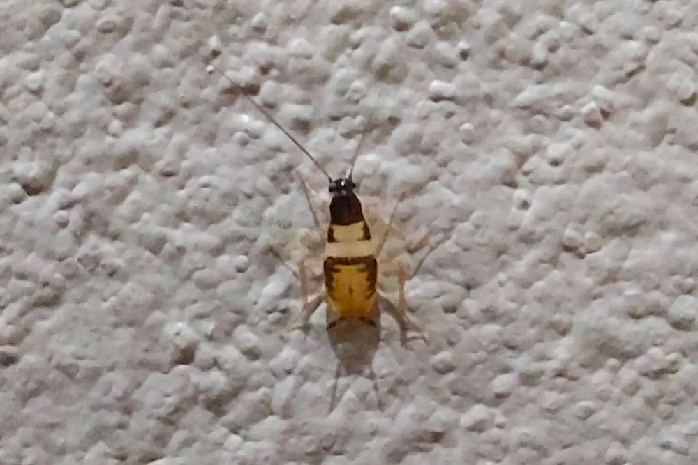 Brown-banded cockroach, photo 1