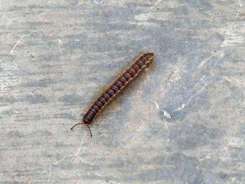 Greenhouse millipede, photo 1